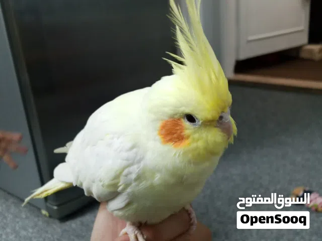 كوكتيل اليف