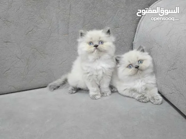 قطط شيرازي ولا هملايا وراغدول بيور ذكور واناث راغدول بيور الأمريكية هملايا وراغدول بيور ذكور ولأناث