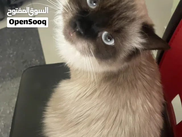 Siamese mixed cat