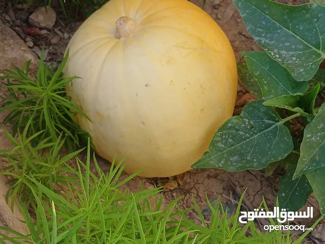 قرع للبيع