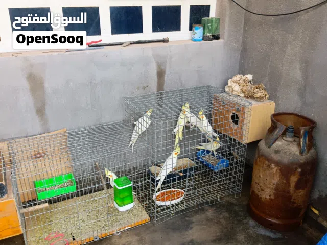 طيور وهي نوع كوكتيل