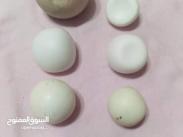 الماس سداسى طبيعى الواحده 250 ق