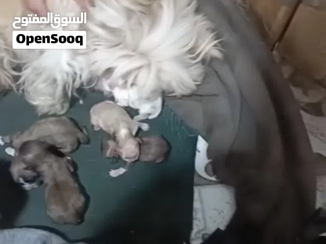 شيتزو ذكر ونثيه مع الجراء عدد 5