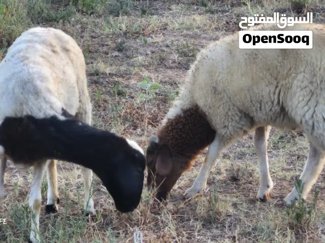 نعجة للبيع