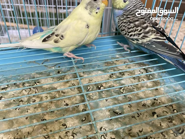 زوج بادجي