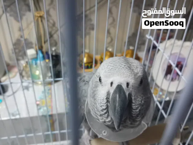 only cash also friendly parrot