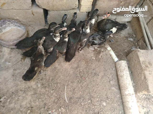 سلام عليكم خوان بش مصري بشه هيه وافراخها جواها عشره عمرهن تقريباً شهرين او اقل او اكثر سعر 75 وبيهن