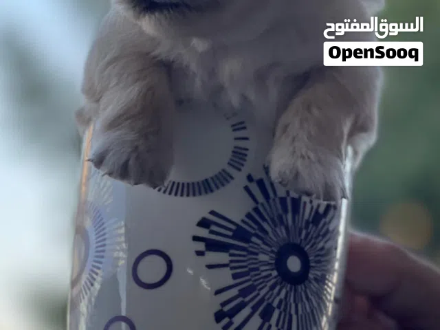 عمر 35 يوم  لحق حالك اخر حبتين  لولو فوكس لون ابيض