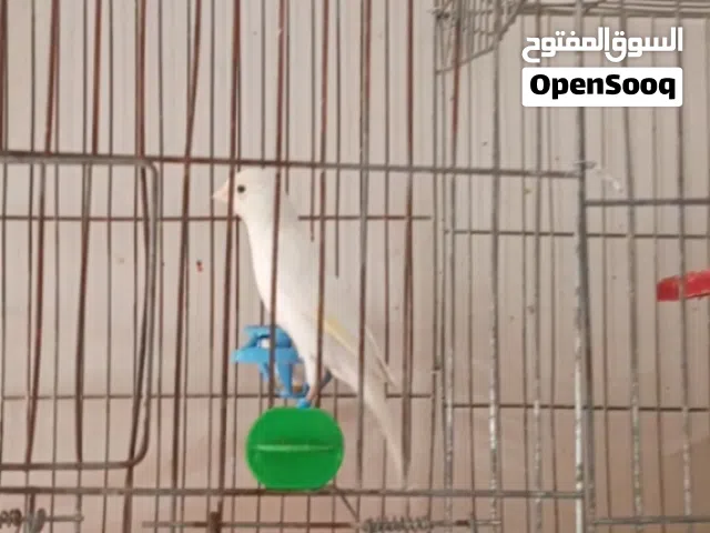 بندوق كنار ابيض زي النار