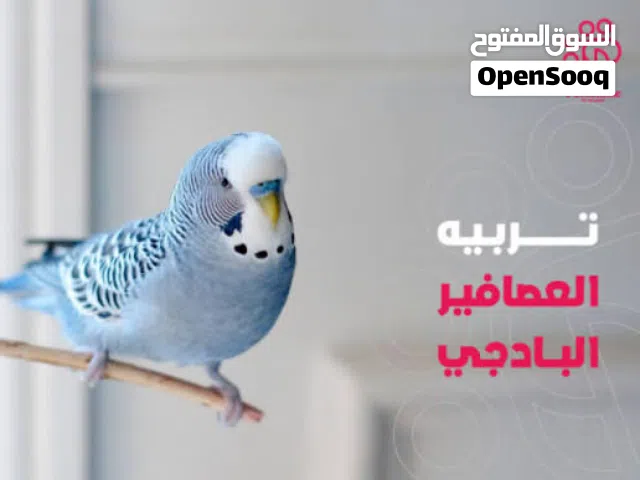 عصفير باقلينو للبيع 18طرف طرف25
