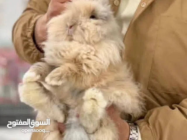 ذكر انغورا قزم