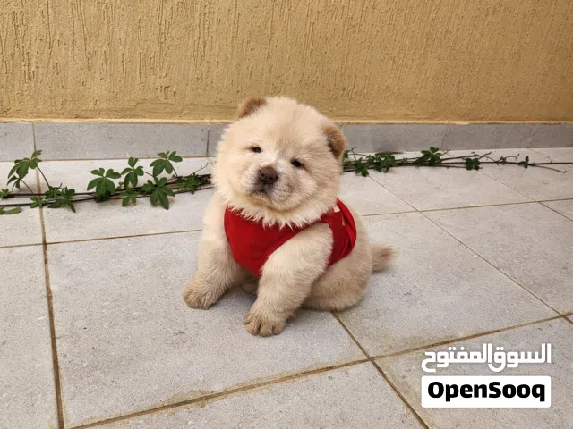 للبيع تشاو تشاو