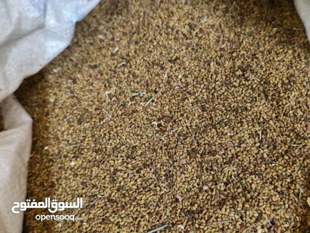 بذر قت للبيع