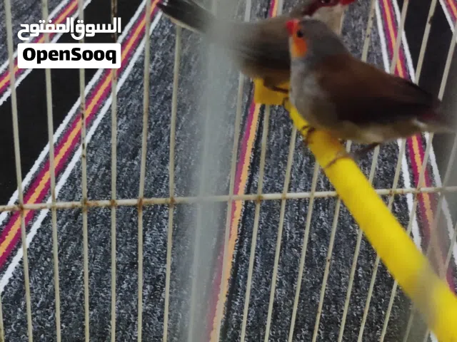 زيبرا فراشه