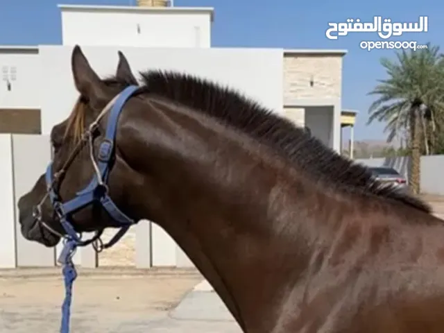 حصان عربي إبن انديانو (سباق