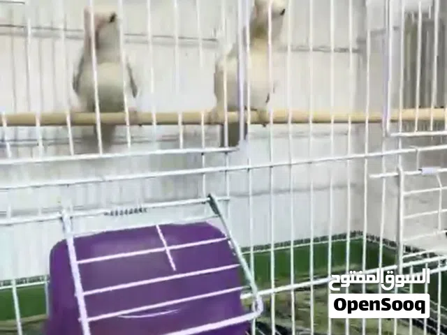 كوبيات روز وكوكتيل