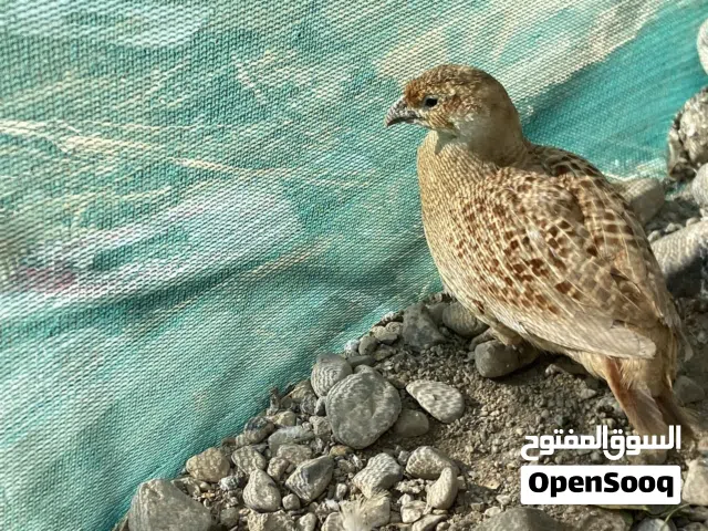 صفارد باكستانية الاصفر ااجامبو-ذكور منتجة 17 ريال