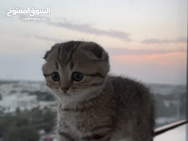 قط سكوتش فولد ذكر رمادي للبيع في ابوظبي