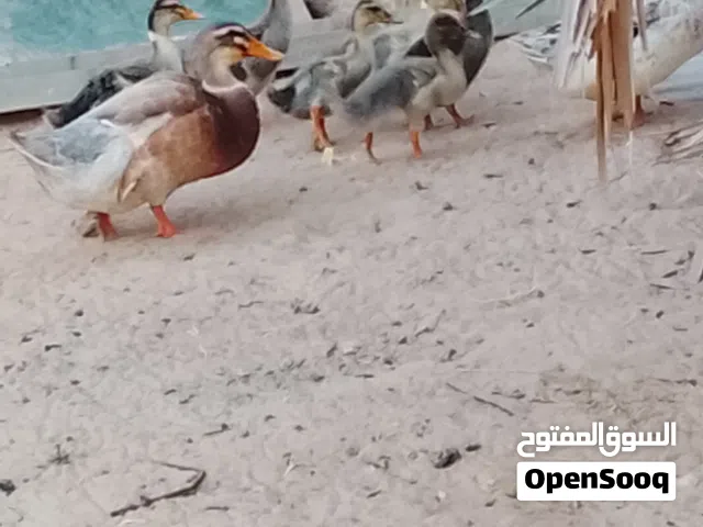 بظ ذكر وانتيه معهم 7 فروخ للبيع سعرهم 120