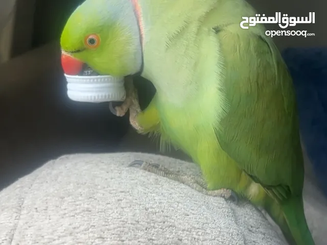 بيبي متوه بغبغاء