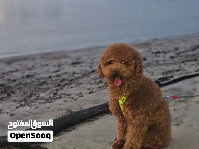 Poodle كلب للبيع