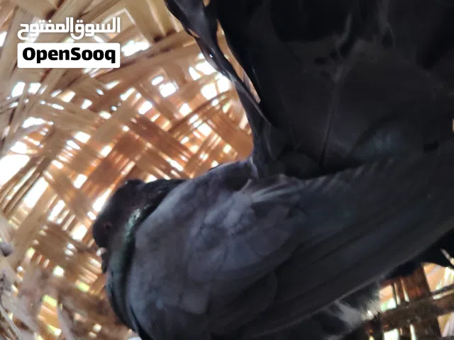 طيور هنادوه للبيع