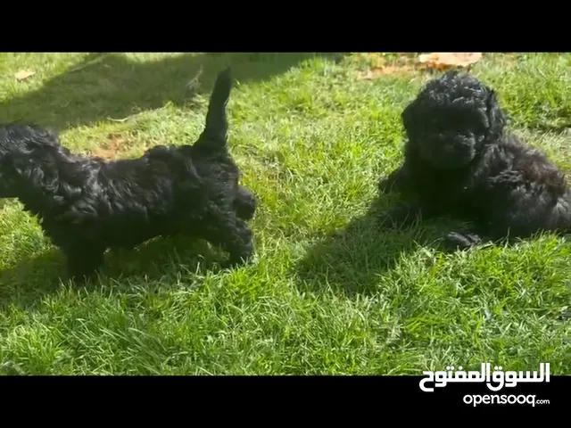 puppy poodle بودل جراوي للبيع