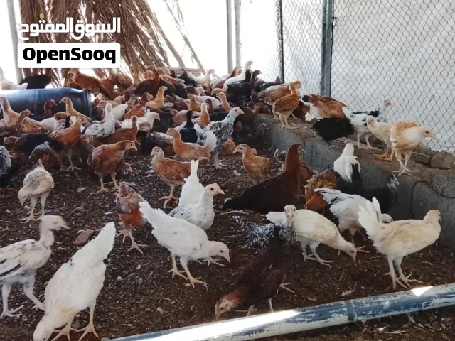 دجاج عماني للبيع