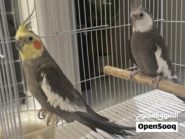 2 كروان واحد ببقع برتقالي في خده والآخر من فصيلة نادرة لا يوجد لديه بقع في خده برتقالية