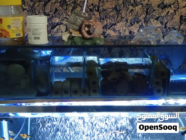 سامب قزاز 80 سم جديد