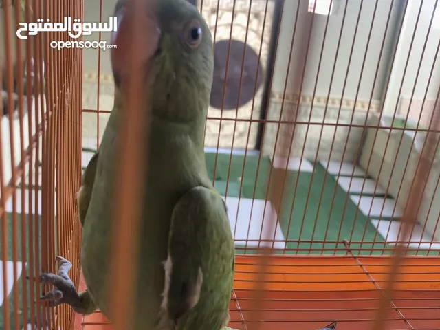 بغبغاء الدره الهندي صغير صحته عاليه ونشيط
