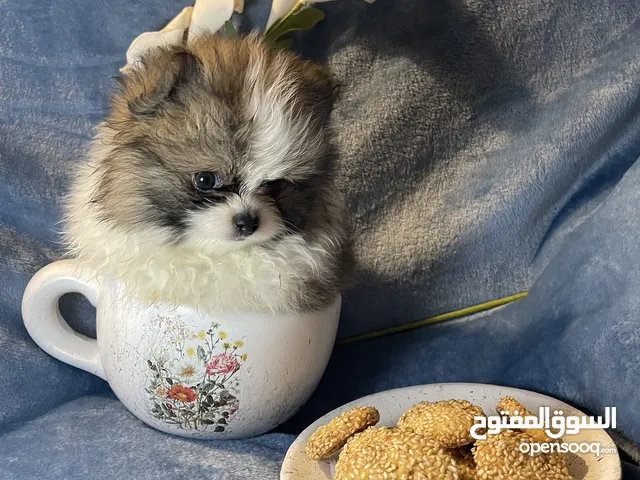 كلبه بومارنين 3شهور
