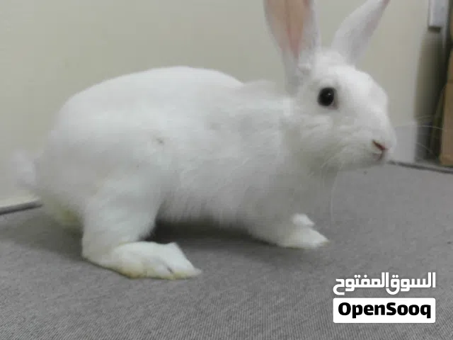 أرنب لعوب و يصلح لي الأطفال