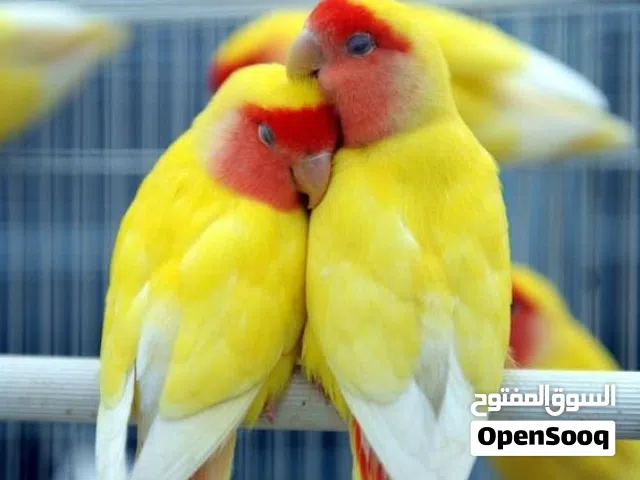 نشتري جميع أنواع الطيور أليفه