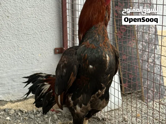 ديك باكستاني