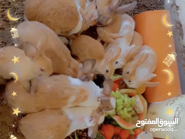 أرانب عمانية منتجة للبيع