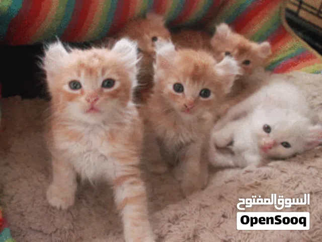 قط عمر شهر ونص  من اندر الانواع عالمية الامريكي معكوف الاذن