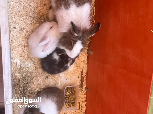 Rabbits for sale