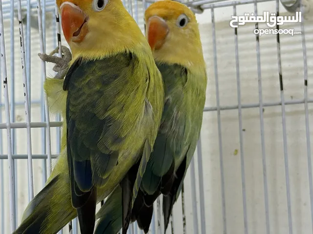 زوج فيشر بار بلو اوبلاين