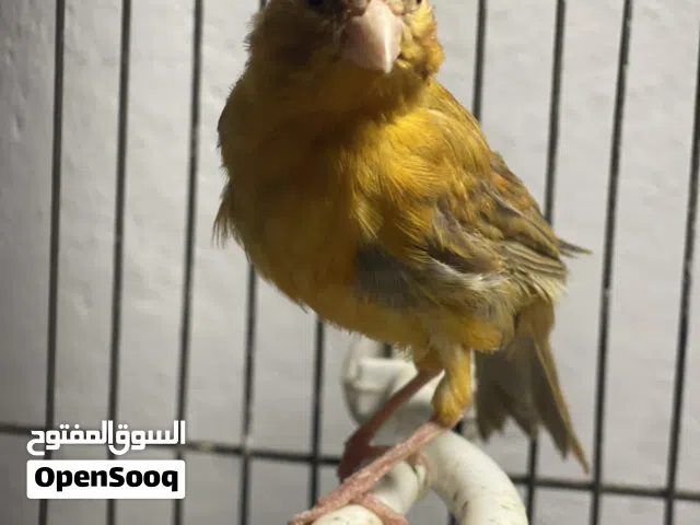 فحل زي ما هو واضح بصوره حبا حلوا بغيار للبيع بسعر مناسب 10 بدون قفص فحل ابو فراخ بس بغيار