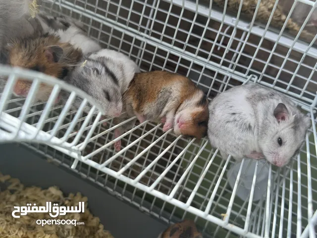 هامسترات سورية WhatsApp Only