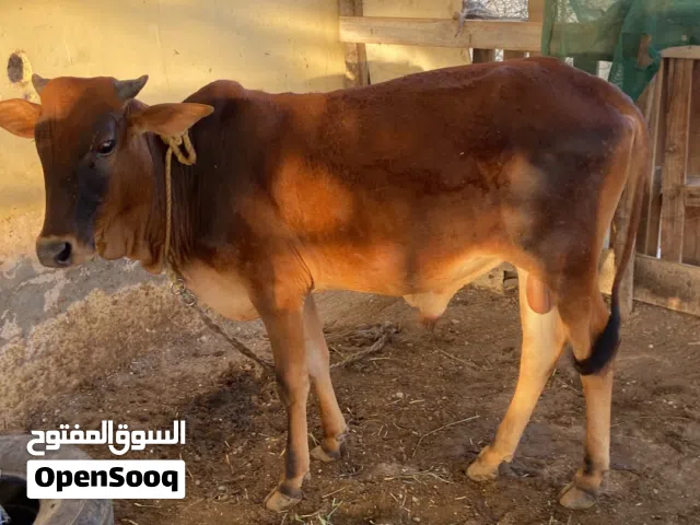 ماشاءالله فول سمنه