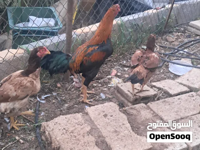 دجاج بكستاني
