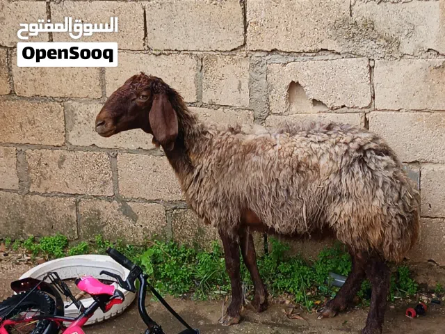 نعجه صقريه عشار ثلاث شهور