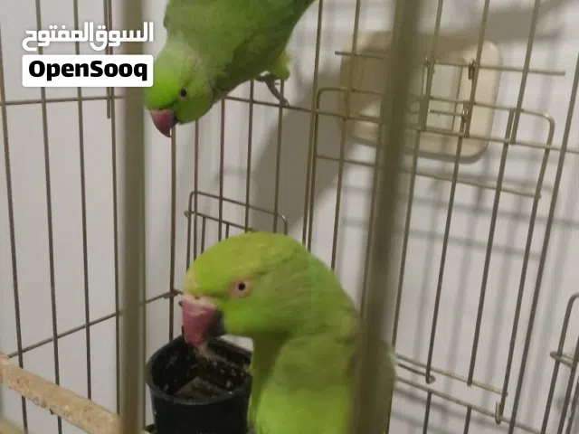 ببغاء ذرة هندي