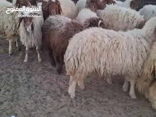 ذبايح شفالي فاخرة