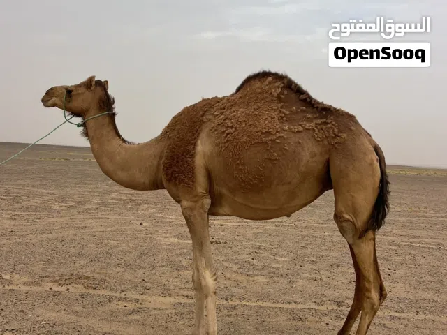 نـاقـة حـايـل درعـية