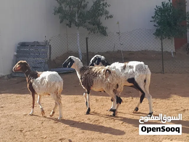 3نعاج هجين صوف سنهم رباع سداس اول جمع ضروعهم سليمه ومحصنات عشار بادن الله