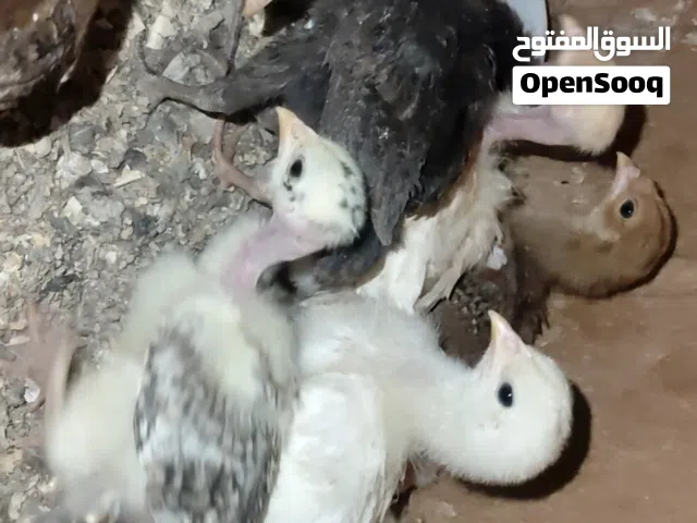 افراخ دجاج عرب عادي وابو ركيبه