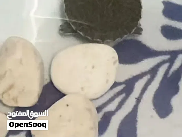 سلحفاه برمائيه ذات الاذن الحمراء